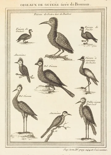 Oiseaux de guinee tires de bosman by French 18th Century, print, 1700-1799