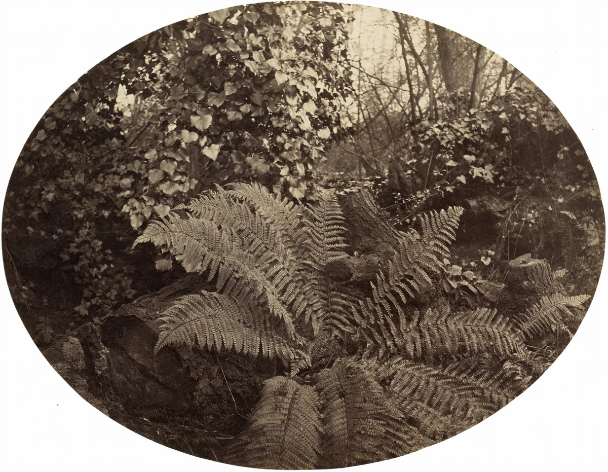 Winter Fronds of the Prickly Fern by Geoffrey Bevington; Arthur J. Melhuish, photograph, 1829-1895