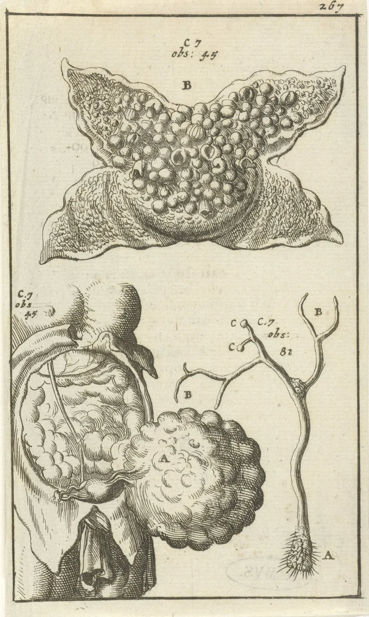 Anatomische afbeelding XVIII by Jan Luyken, print, 1680-1688
