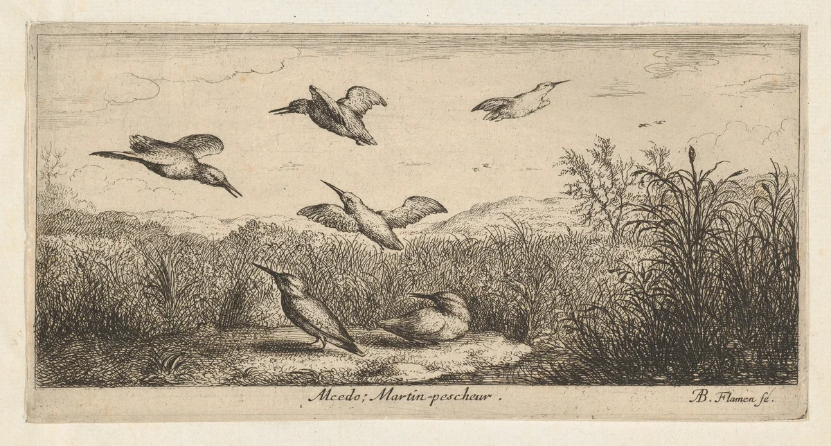 Alcedo, Martin-pescheur (The Kingfisher), from "Livre d'Oyseaux" (Book of Birds) by Albert Flamen, print, 1650-1665