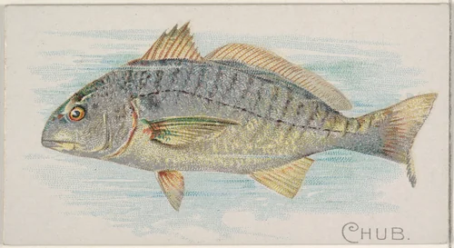 Chub, from the Fish from American Waters series (N8) for Allen & Ginter Cigarettes Brands by Allen & Ginter, print, 1889