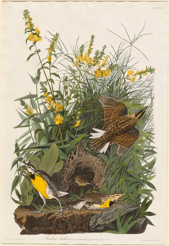 Meadow Lark by Robert Havell, Jr.; John James Audubon, print, 1832