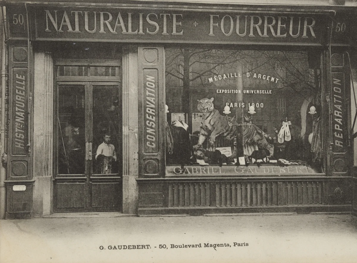 Naturaliste – fourreur, Gabriel Gaudebert, Histoire naturelle - conservation – réparation, Paris by Unidentified Photographer, photograph, 1905