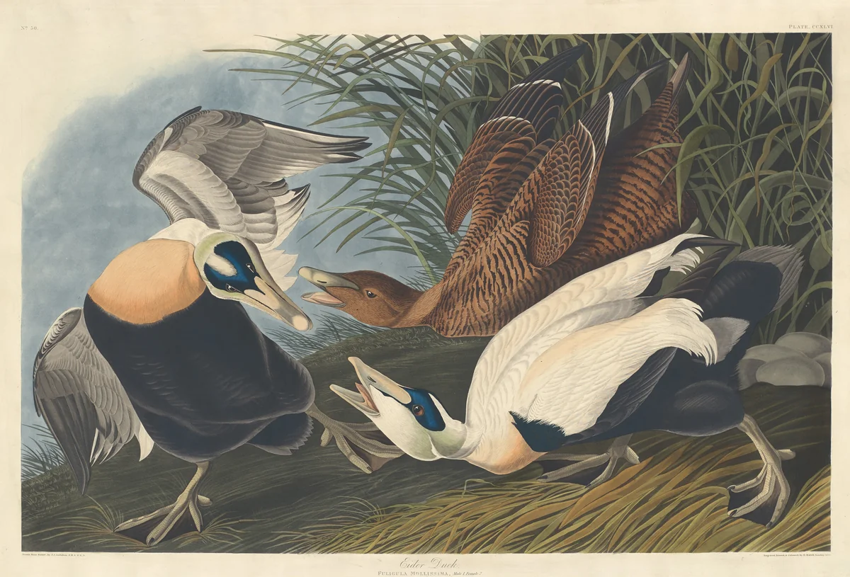 Eider Duck by Robert Havell, Jr.; John James Audubon, print, 1835