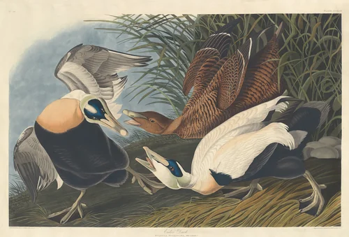 Eider Duck by Robert Havell, Jr.; John James Audubon, print, 1835