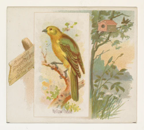 Yellow-head, from the Song Birds of the World series (N42) for Allen & Ginter Cigarettes by Allen & Ginter, print, 1890
