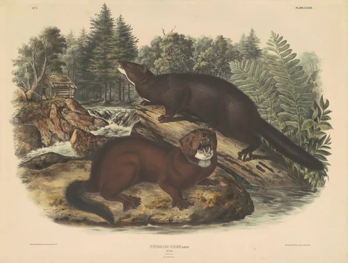 Mink by John T. Bowen
John James Audubon, print, 1844