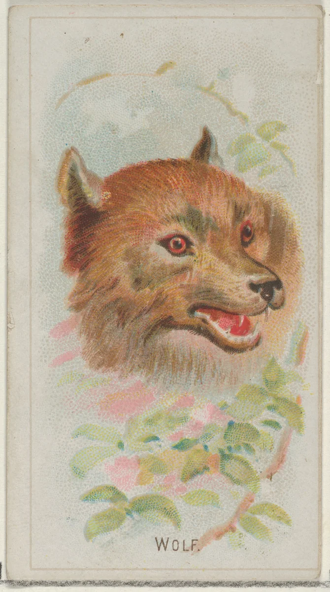 Wolf, from the Wild Animals of the World series (N25) for Allen & Ginter Cigarettes by Allen & Ginter, print, 1888