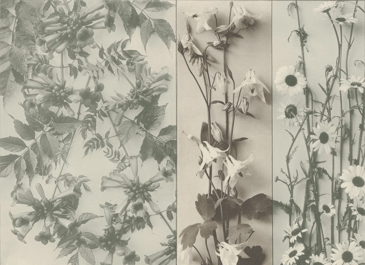 Page from Festons und Dekorative Gruppen by Unidentified Photographer, photograph, 1893