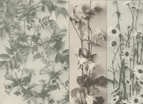 Page from Festons und Dekorative Gruppen by Unidentified Photographer, photograph, 1893