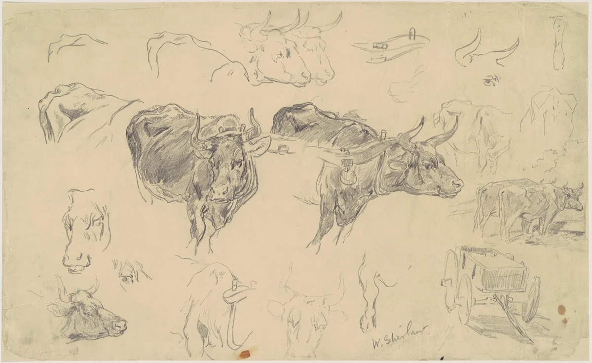 Studies of Oxen by Walter Shirlaw, drawing, 1870-1899
