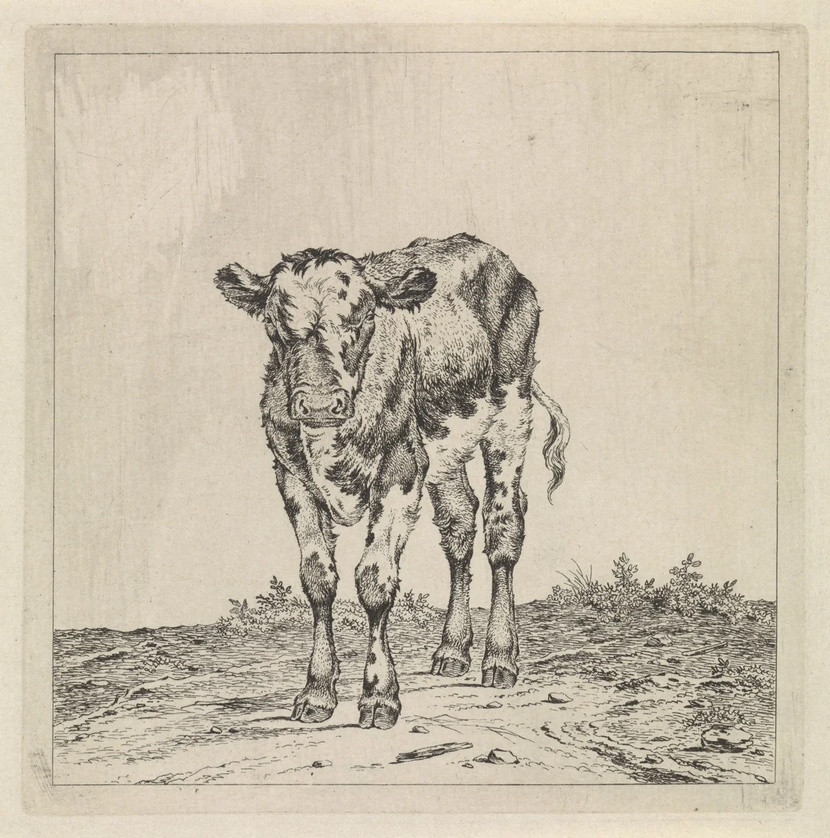 Landschap met kalf by Pieter Janson, print, 1780-1851