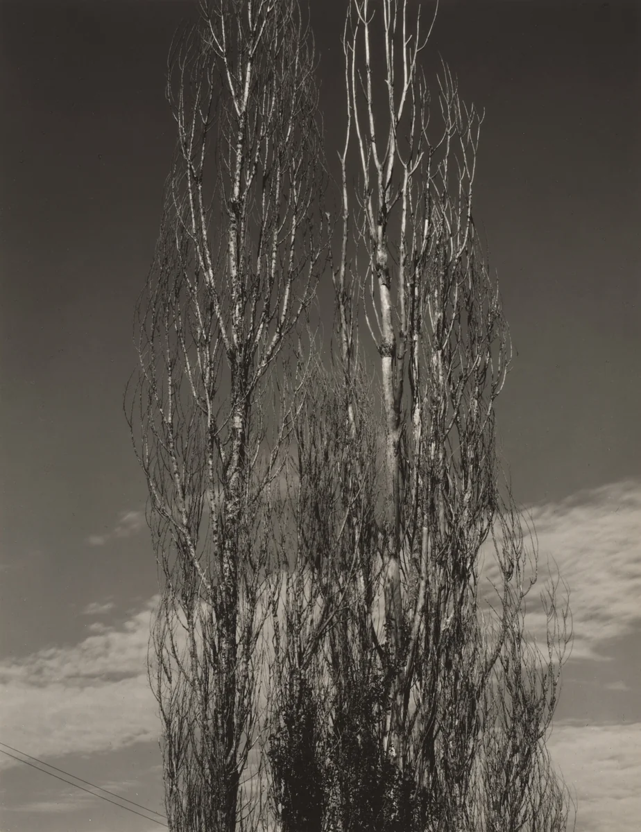 The Two Poplars, Lake George by Alfred Stieglitz, photograph, 1934