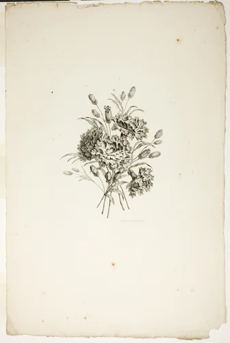 Bouquet with Carnations, from Collection of Different Bouquets of Flowers, Invented and Drawn by Jean Pillement and Engraved by P. C. Canot by Pierre-Charles Canot, print, 1760