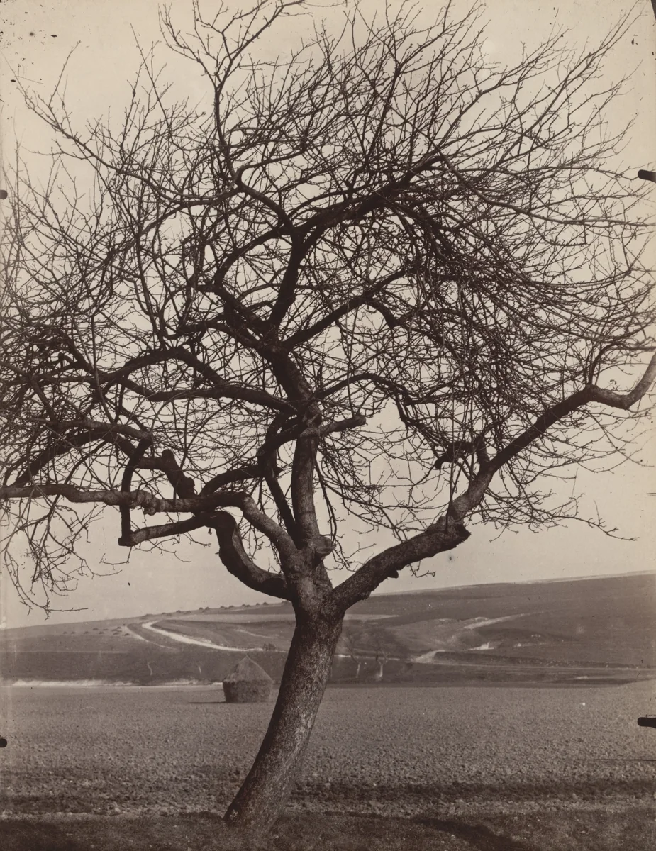 Pommier by Eugène Atget, photograph, 1898