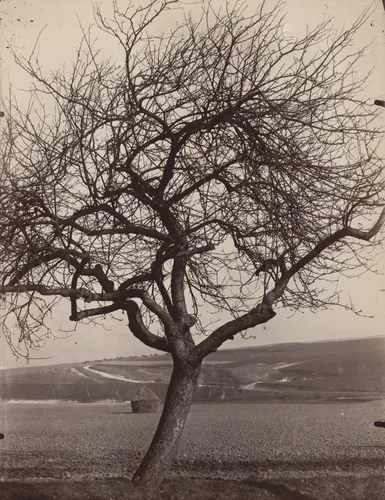 Pommier by Eugène Atget, photograph, 1898