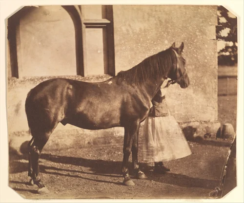 Sultan by Nevil Story Maskelyne, photograph, 1853-1857