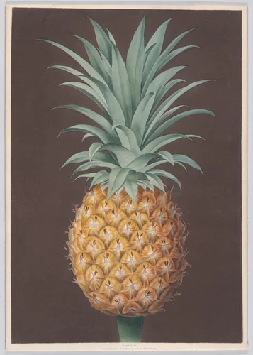 The Smooth Leaved Green Antigua Pine by George Brookshaw, print, 1807