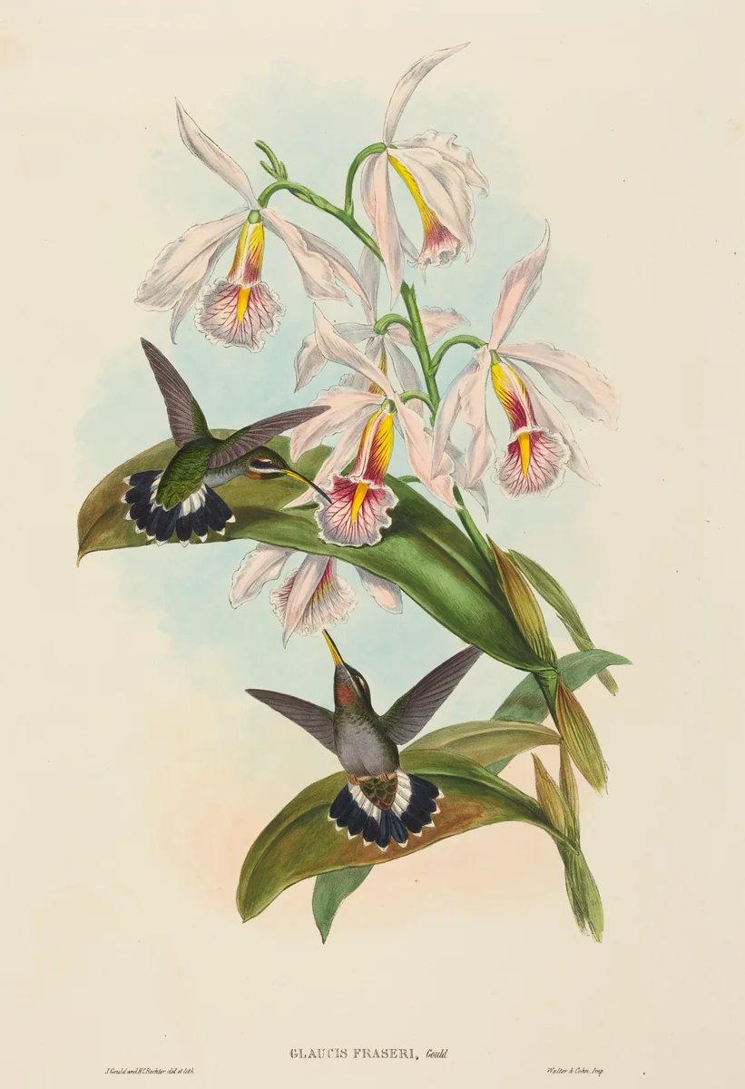 Glaucis fraseri (Fraser's Barbed-throat) by John Gould, print, 1804-1881