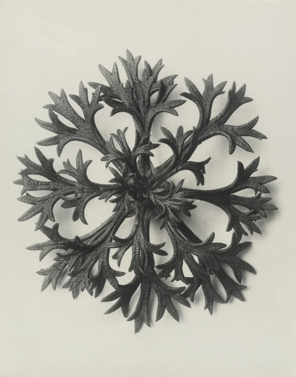 Saxifraga wilkommiana (Willkom's Saxifrage. Rosette of Leaves Enlarged 10 Times) by Karl Blossfeldt, photograph, 1898