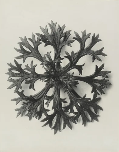 Saxifraga wilkommiana (Willkom's Saxifrage. Rosette of Leaves Enlarged 10 Times) by Karl Blossfeldt, photograph, 1898