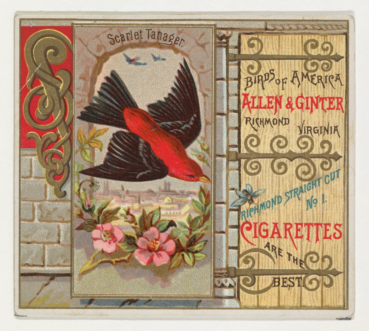 Scarlet Tanager, from the Birds of America series (N37) for Allen & Ginter Cigarettes by Allen & Ginter, print, 1888