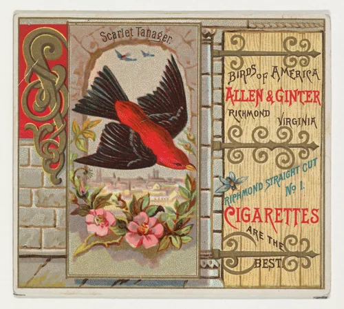 Scarlet Tanager, from the Birds of America series (N37) for Allen & Ginter Cigarettes by Allen & Ginter, print, 1888