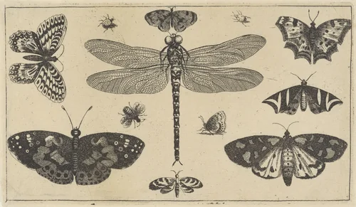 Libelle, lieveheersbeestjes en vlinders by Wenceslaus Hollar, print, 1644-1652