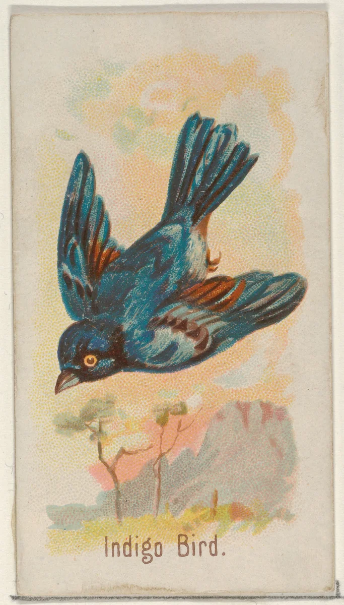 Indigo Bird, from the Song Birds of the World series (N23) for Allen & Ginter Cigarettes by Allen & Ginter, print, 1890