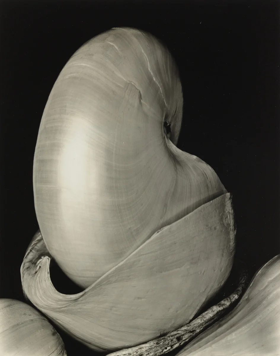 Shells by Edward Weston, photograph, 1927