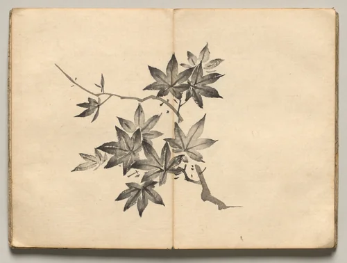 Maple from Ōkyo Picture Book by Maruyama Ōkyo (円山応挙), book, 1850