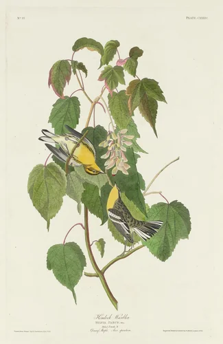Hemlock Warbler by Robert Havell, Jr.; John James Audubon, print, 1832