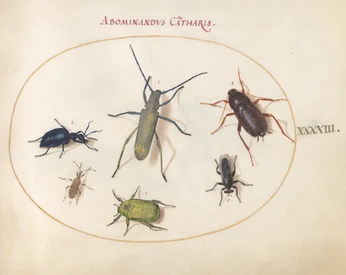 Plate 43: Musk Beetle, Oil Beetle, Tansy Beetle(?), Cockroach, Leaf-Footed Bug, and Other Insects by Joris Hoefnagel, drawing, 1570-1599