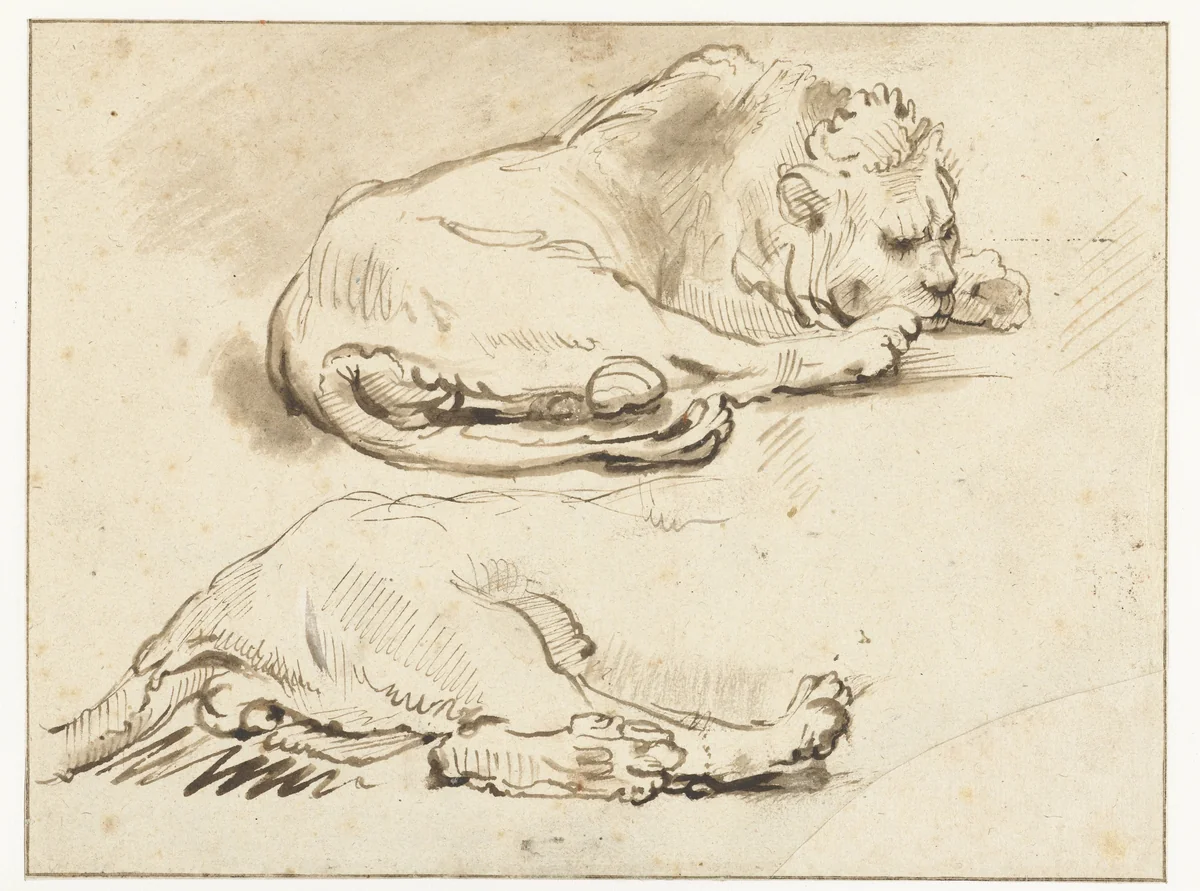 Lion at Rest and Sketch of its Hind Quarters by anonymous, drawing, 1650-1699