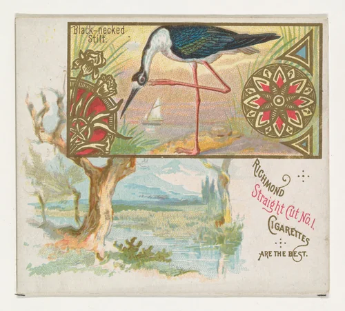 Black-necked Stilt, from the Game Birds series (N40) for Allen & Ginter Cigarettes by Allen & Ginter, print, 1888-1890