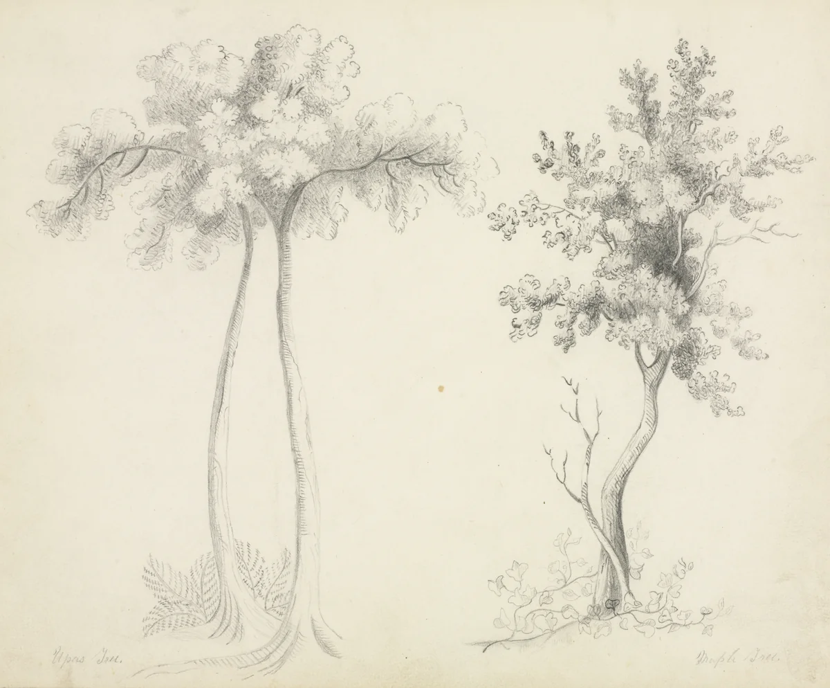 Studies of Upas and Maple Trees by Mary Altha Nims, drawing, 1840-1899
