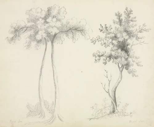 Studies of Upas and Maple Trees by Mary Altha Nims, drawing, 1840-1899