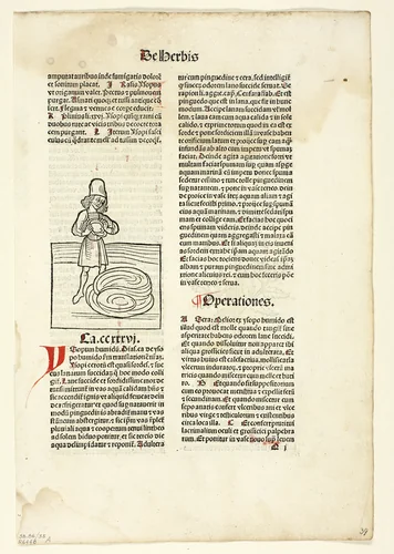 Man purging fluid from lungs (recto) and Plant for abdominal pain (verso) from Hortus Sanitatis (Garden of Health), Plate 35 from Woodcuts from Books of the 15th Century by Wilhelm Ludwig Schreiber, print, 1491