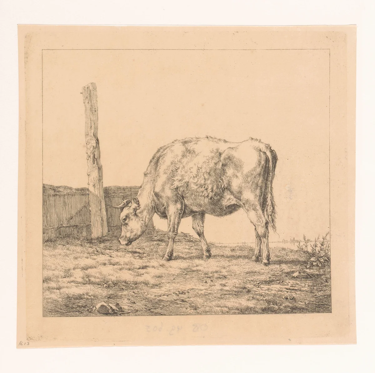 Jonge koe by Eugène Verboeckhoven, print, 1808-1881
