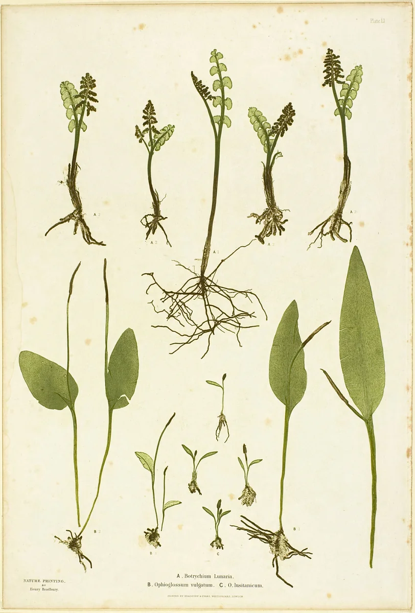 Nature Print of Moonwort and Adder's Tongue Ferns, plate 51 from The Ferns of Great Britain and Ireland by Henry Bradbury, print, 1850-1860