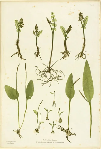 Nature Print of Moonwort and Adder's Tongue Ferns, plate 51 from The Ferns of Great Britain and Ireland by Henry Bradbury, print, 1850-1860
