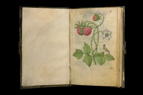 Book of Flower Studies by Master of Claude de France, manuscript, 1505-1525