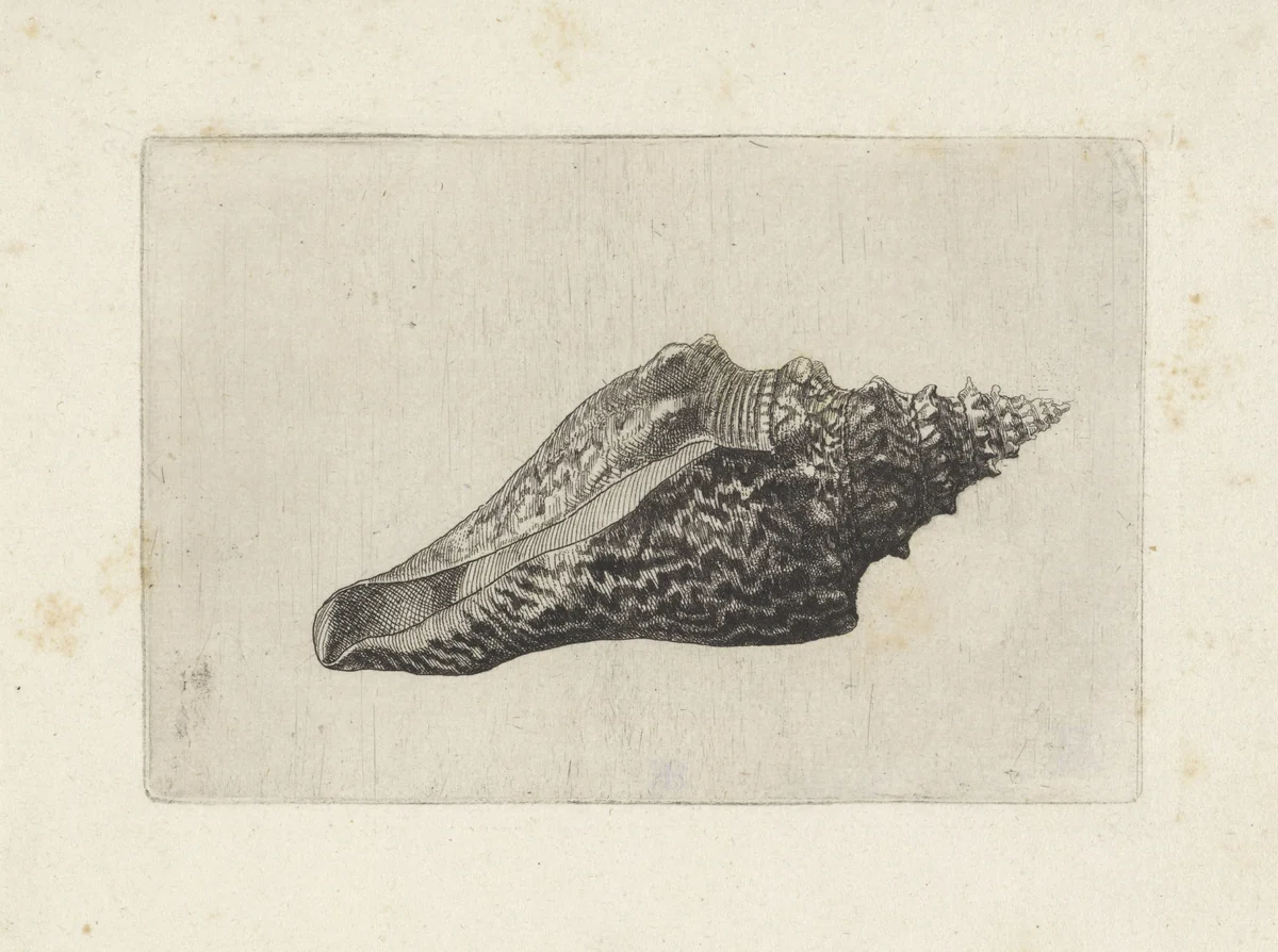 Schelp, hemifusus ternatanus by Wenceslaus Hollar, print, 1644-1652