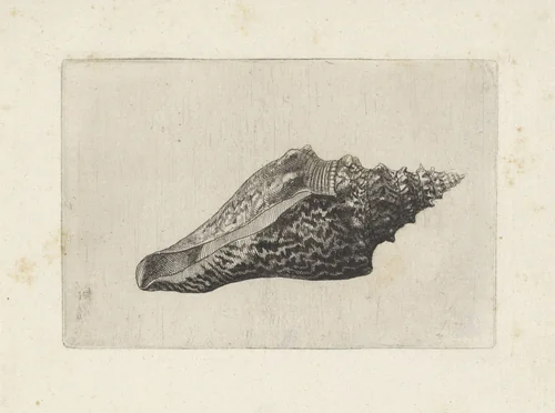 Schelp, hemifusus ternatanus by Wenceslaus Hollar, print, 1644-1652