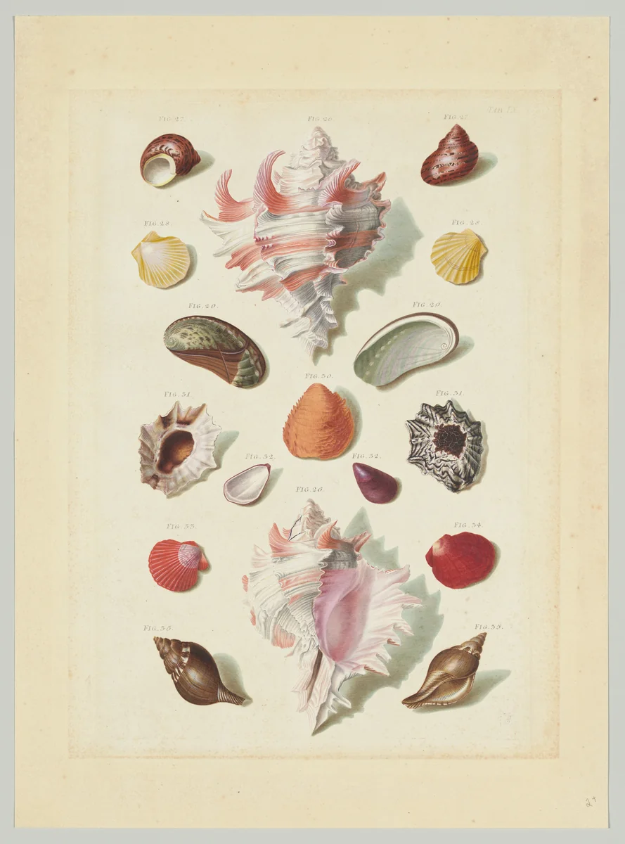 Plate IX, from "Choix de Coquillages et de Crustacés" by Franz Michael Regenfuss, print, 1758