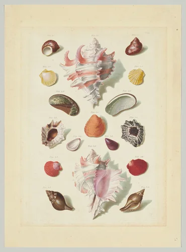 Plate IX, from "Choix de Coquillages et de Crustacés" by Franz Michael Regenfuss, print, 1758