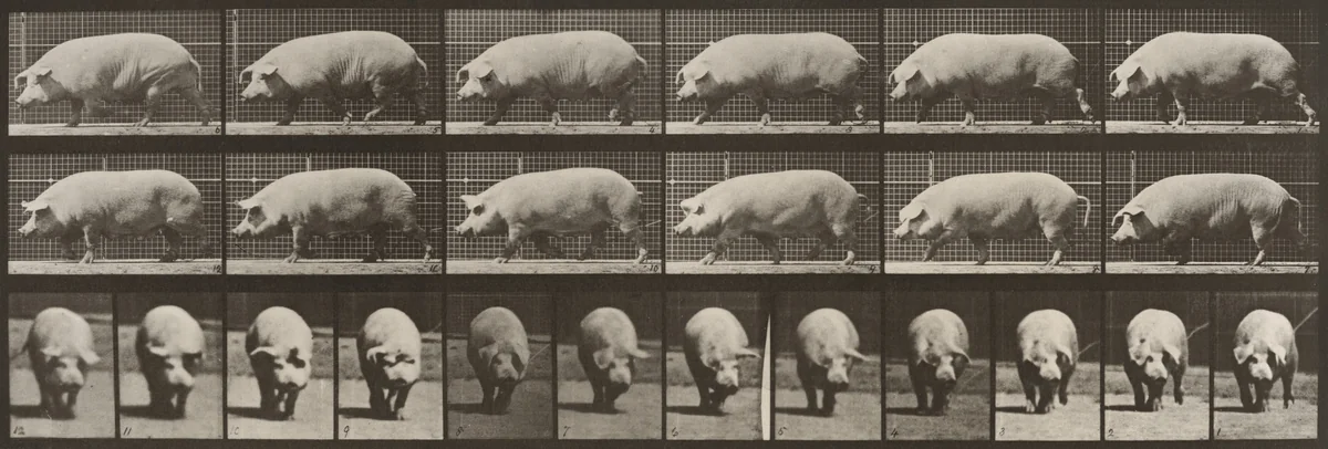 Plate Number 673. Sow; walking by Eadweard Muybridge, photograph, 1887