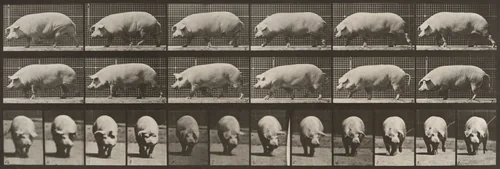 Plate Number 673. Sow; walking by Eadweard Muybridge, photograph, 1887