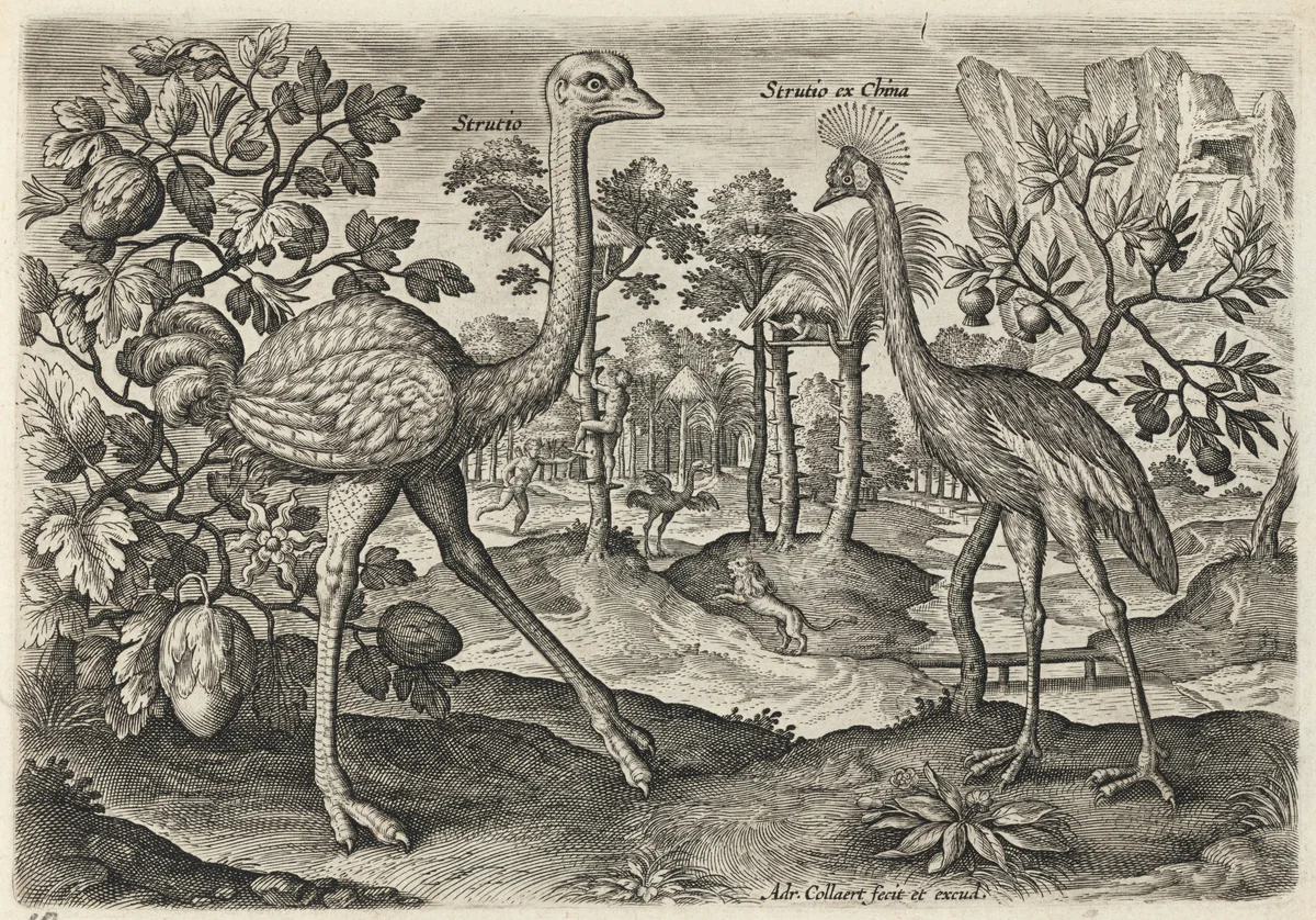 Ostrich and Crowned Crane by Adriaen Collaert, print, 1595-1605