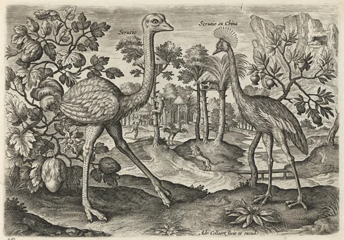 Ostrich and Crowned Crane by Adriaen Collaert, print, 1595-1605